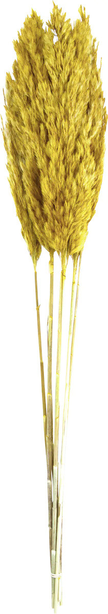 Bild 1 von Dijk Schilffahne lang Kyan ocker 110 cm