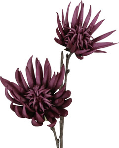 Dijk Kaktusblüte lila 80 cm