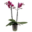 Bild 4 von GARDENLINE 2-Trieber-Orchidee
