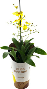 Orchideen exotische Sondersorten Mix 12 cm Topf