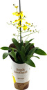 Bild 1 von Orchideen exotische Sondersorten Mix 12 cm Topf