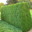 Bild 1 von Lebensbaum 'Smaragd'