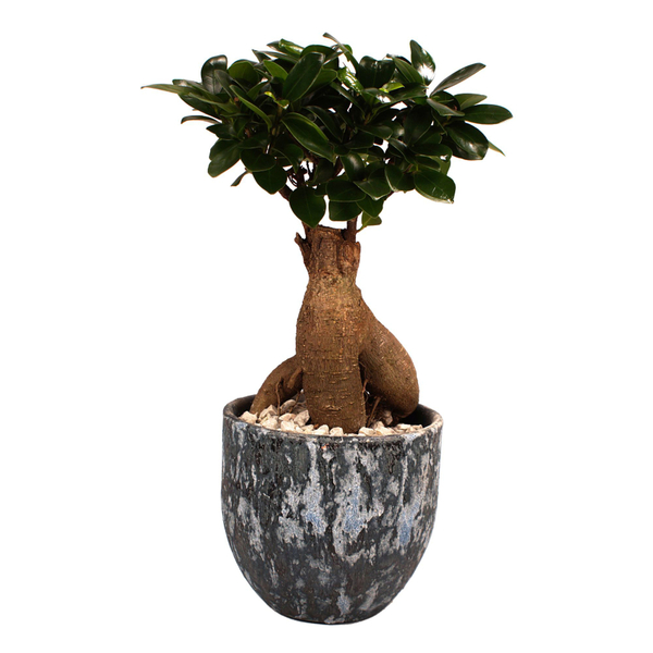 UTHCLO Künstlicher Lavendel Bonsai - 2 Stück Im Topf Für Wohnzimmer Deko