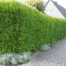 Bild 1 von Lebensbaum 'Brabant'