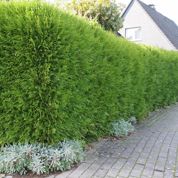 Bild 1 von Lebensbaum 'Brabant'