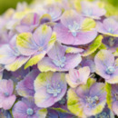 Bild 1 von Gartenhortensie 'Magical Four Seasons Jewel®', Blau
