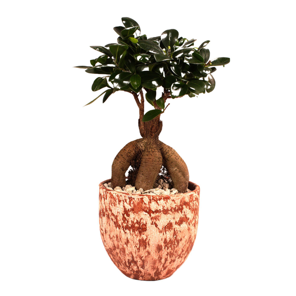 GinsengBonsai im Topf "Porto" von Mein schöner Garten für 32,99 € ansehen!