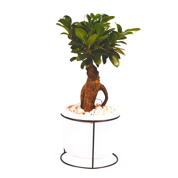 GinsengBonsai im Betontopf von Mein schöner Garten für 22,99 € ansehen!