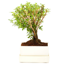 Bild 1 von Bonsai-Serissa im Keramiktopf mit Wasserspeicher