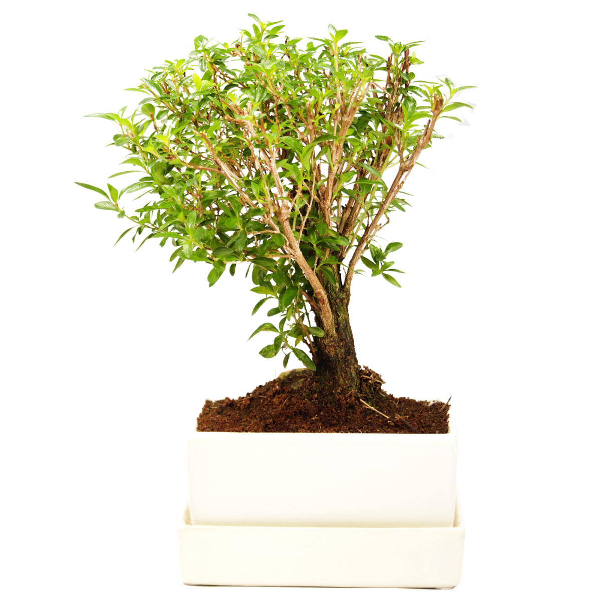 Bild 1 von Bonsai-Serissa im Keramiktopf mit Wasserspeicher