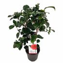 Bild 1 von ROOTZ PLANTS Kamelie japonica japanische Rose Lady Campbell ca. 50-60cm