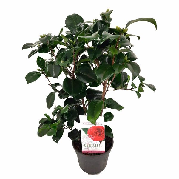 Bild 1 von ROOTZ PLANTS Kamelie japonica japanische Rose Lady Campbell ca. 50-60cm