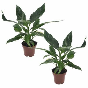 ROOTZ PLANTS Spathiphyllum Diamond 2er-Set ca. 40-50cm