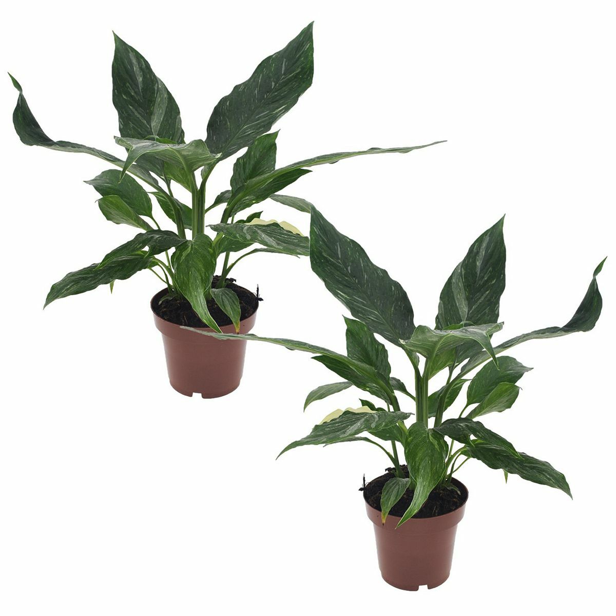Bild 1 von ROOTZ PLANTS Spathiphyllum Diamond 2er-Set ca. 40-50cm