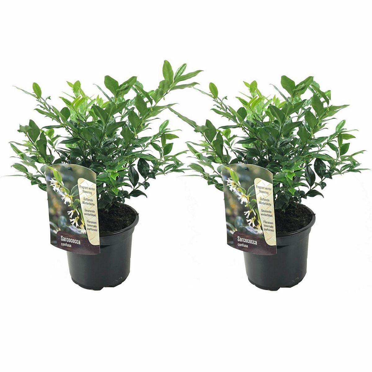 Bild 1 von ROOTZ PLANTS Sarcococca Confusa 2er-Set ca. 30-40cm