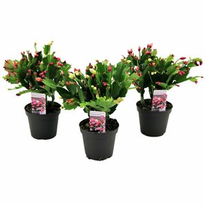 ROOTZ PLANTS Schlumbergera tricolor 3er-Set Weihnachtskakteen ca. 15-25cm
