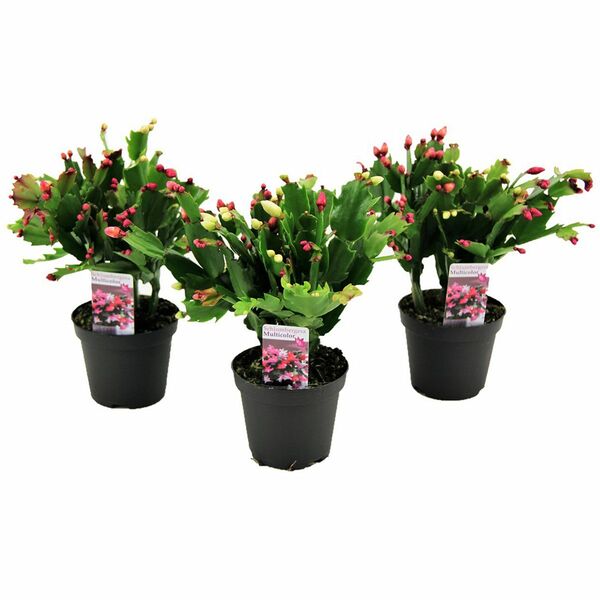 Bild 1 von ROOTZ PLANTS Schlumbergera tricolor 3er-Set Weihnachtskakteen ca. 15-25cm