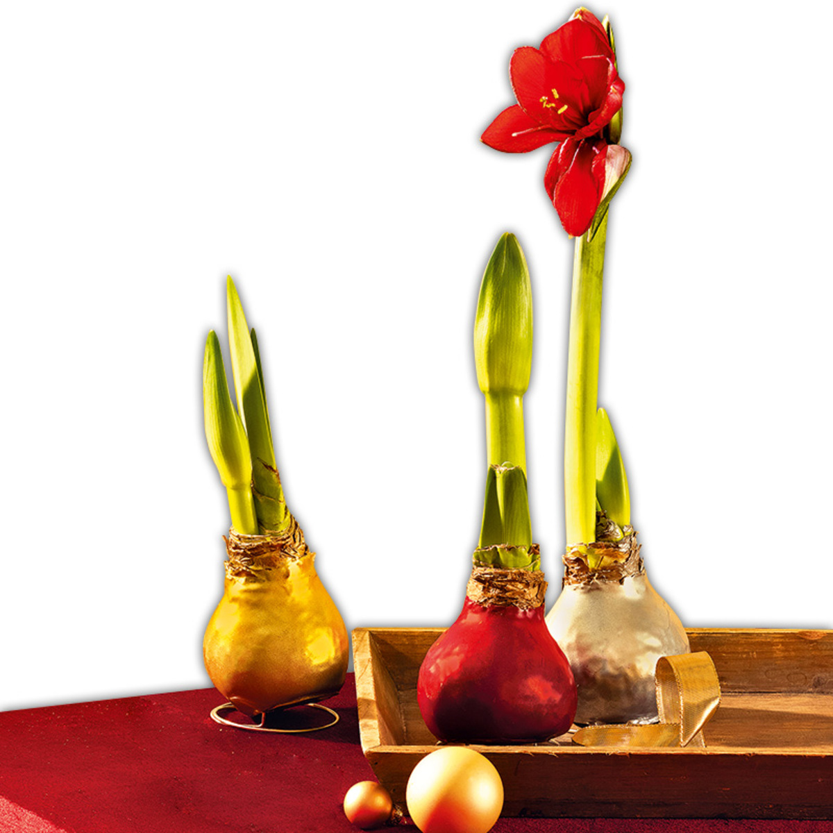 Bild 1 von Amaryllis-Zwiebel