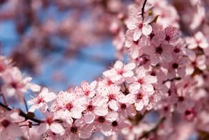 Papermoon Fototapete "Springtime Flowers"
