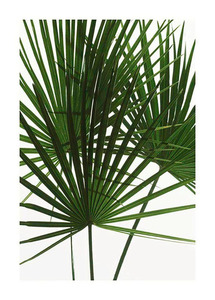 Komar Poster "Palmtree Leaves", Pflanzen, Höhe: 70cm