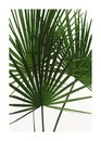 Bild 1 von Komar Poster "Palmtree Leaves", Pflanzen, Höhe: 70cm