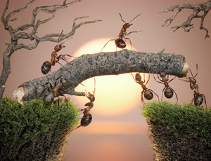 Papermoon Fototapete "Ants Teamwork"