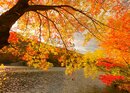 Bild 1 von Papermoon Fototapete "Autumn Scenery"