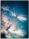 Bild 1 von Artland Wandbild "Pusteblume Kristallschirmchen", Blumen, (1 St.), als Alubild, Leinwandbild, Wandaufkleber oder Poster in versch. Größen