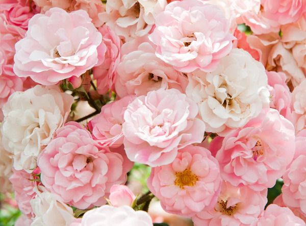 Bild 1 von Papermoon Fototapete "Pink Roses"