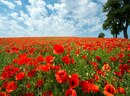 Bild 1 von Papermoon Fototapete "Red Poppy Field"