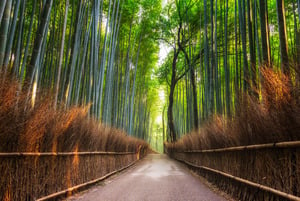 Papermoon Fototapete "Bamboo Grove of Kyoto"