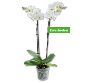 Schmetterlingsorchidee*