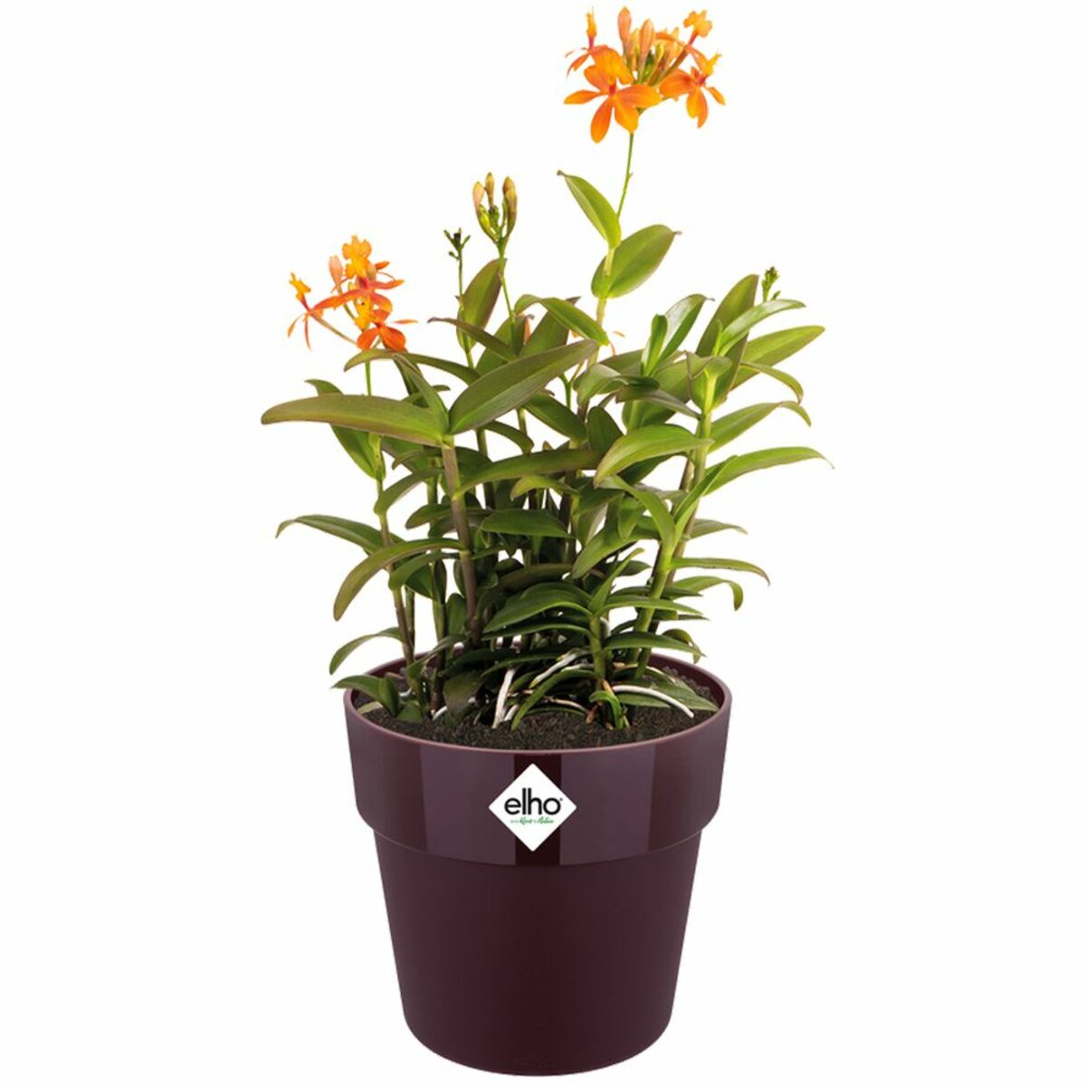 Bild 1 von Deuba® Blumentopf Maulbeere 18x17cm 2,9L