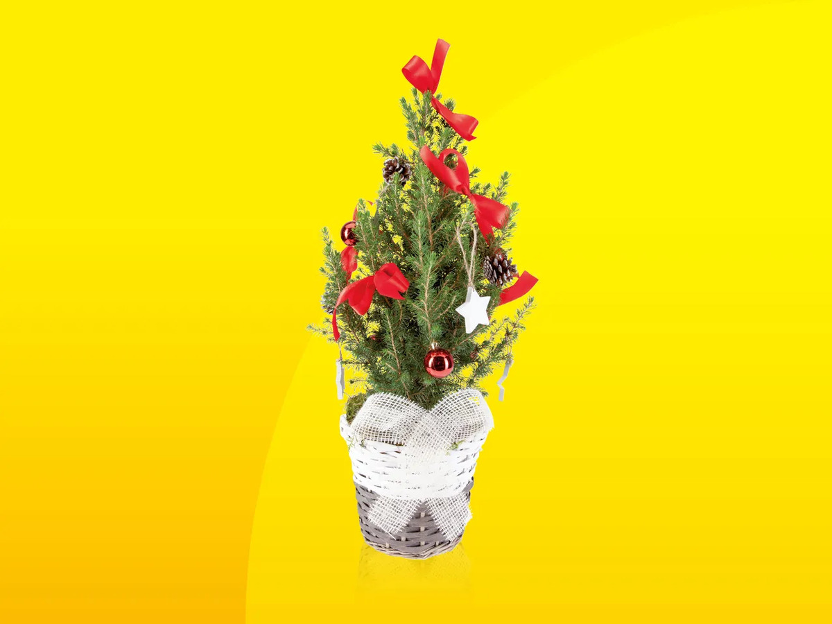 Bild 1 von Zuckerhutfichte, 
         Korb