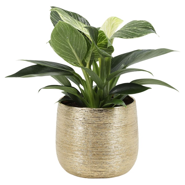 Bild 2 von Philodendron im Trendkeramiktopf