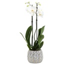 Bild 2 von Phalaenopsis / Orchidee im Trendkeramiktopf
