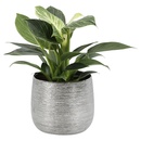 Bild 1 von Calathea im Trendkeramiktopf