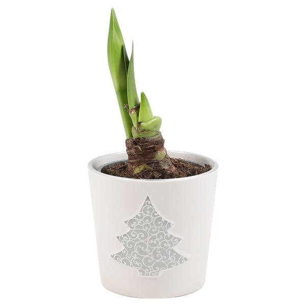 Bild 1 von Amaryllis im Trendkeramiktopf