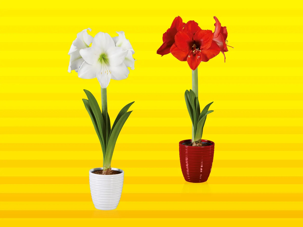 Bild 1 von Amaryllis in Keramik, 
         Topf