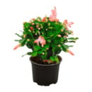 Bild 2 von GARDENLINE Weihnachtskaktus (Schlumbergera)