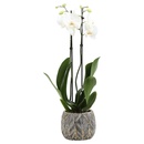 Bild 1 von Phalaenopsis / Orchidee im Trendkeramiktopf
