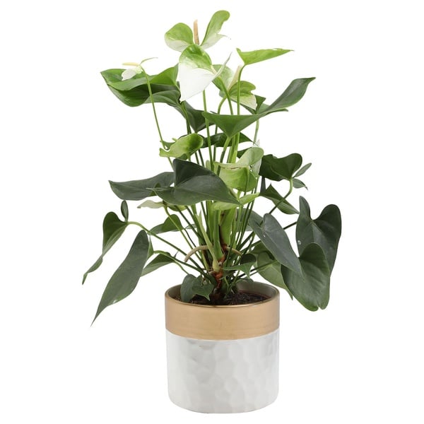 Bild 1 von Anthurium im Trendkeramiktopf