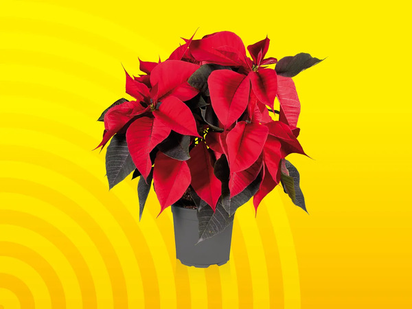 Weihnachtsstern, Topf von Lidl ansehen!