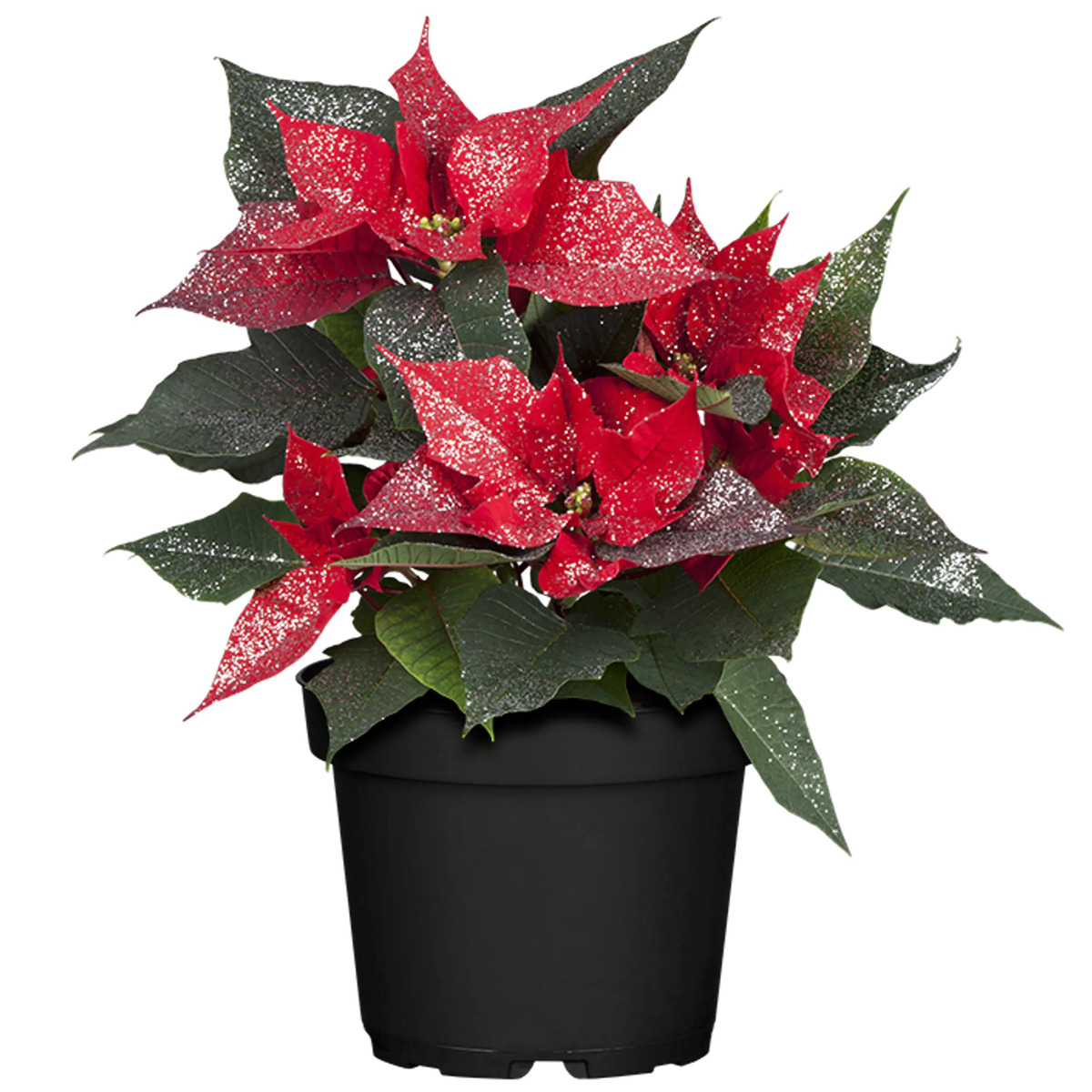 Bild 1 von toom Fairtrade Weihnachtsstern rot mit silber Glitter 13 cm Topf