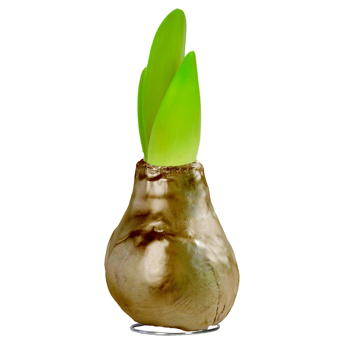 Bild 2 von GARDENLINE Amaryllis in Wachs