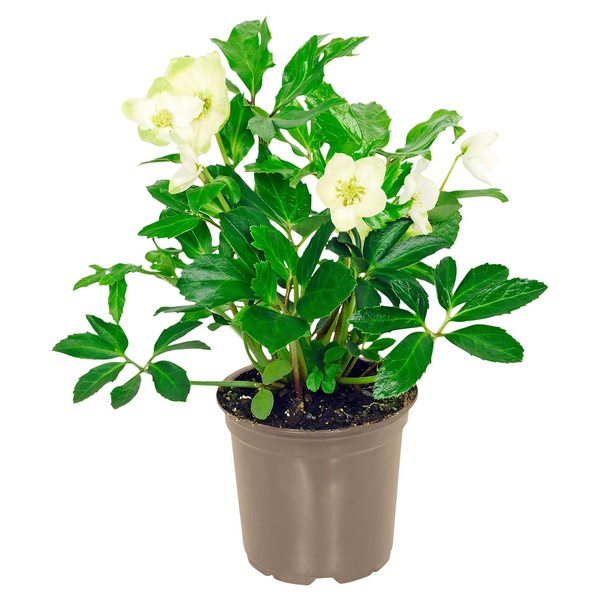 Bild 1 von GARDENLINE Christrose Helleborus