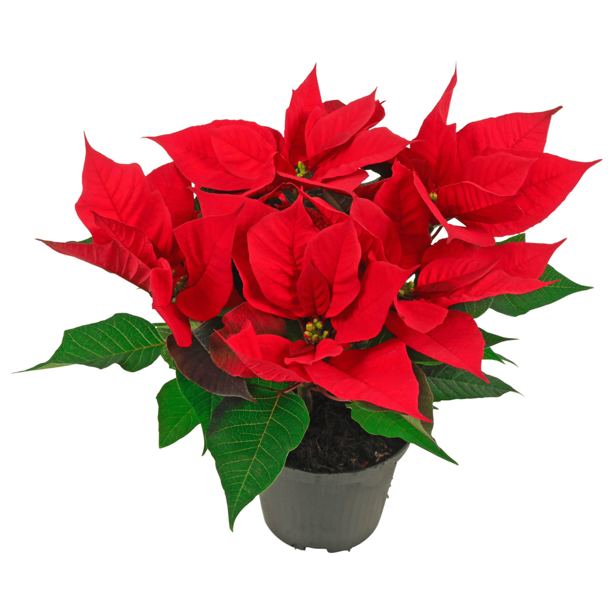 Bild 1 von Fairtrade-Weihnachtsstern