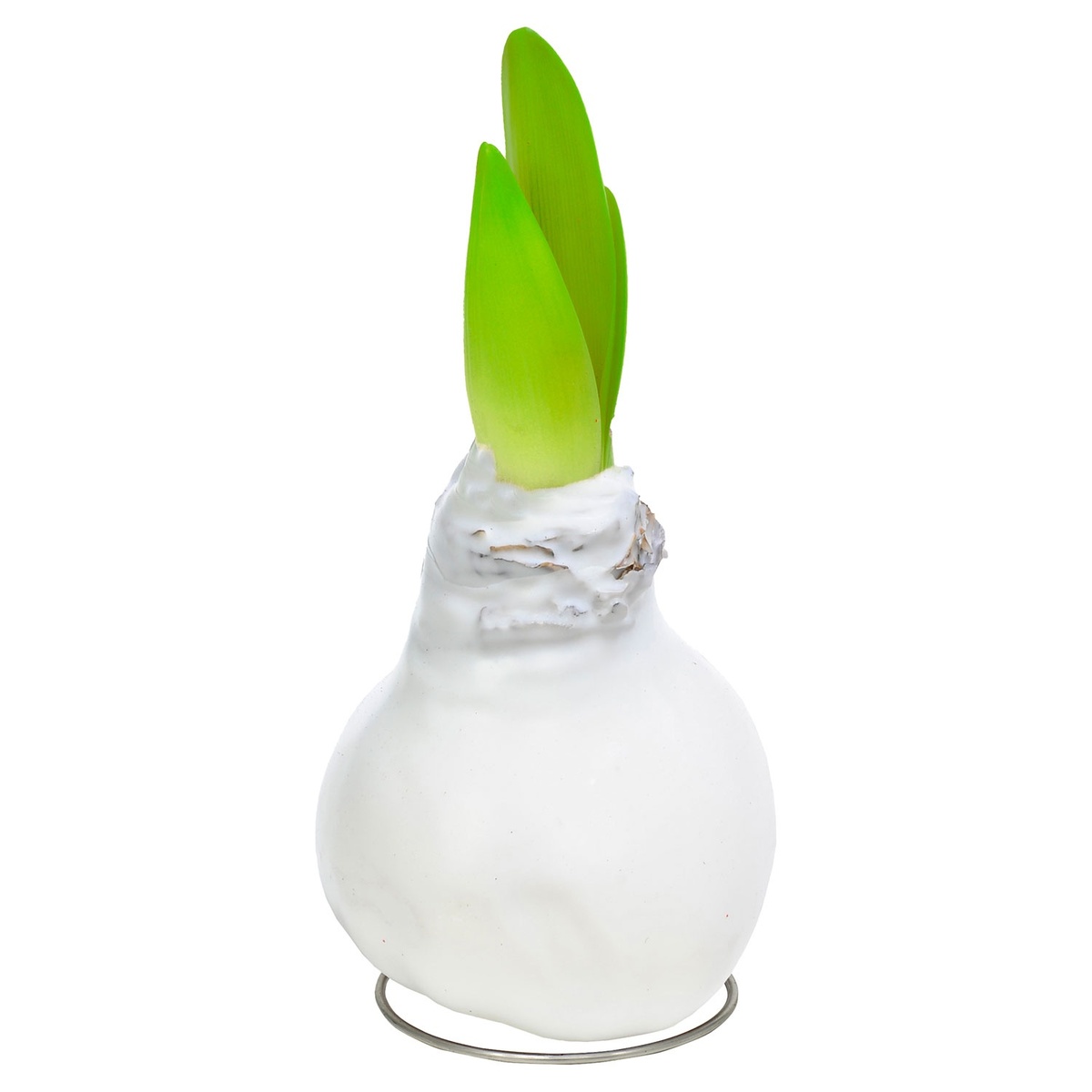 Bild 1 von GARDENLINE Amaryllis in Wachs