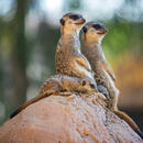 Bild 1 von Aluminiumbild, Braun, Grün, Sand, Beige, Metall, Kunststoff, 74x74 cm, einfache und schnelle Anbringung, Bilder, Metallbilder