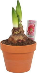 Amaryllis im 15 cm Tontopf